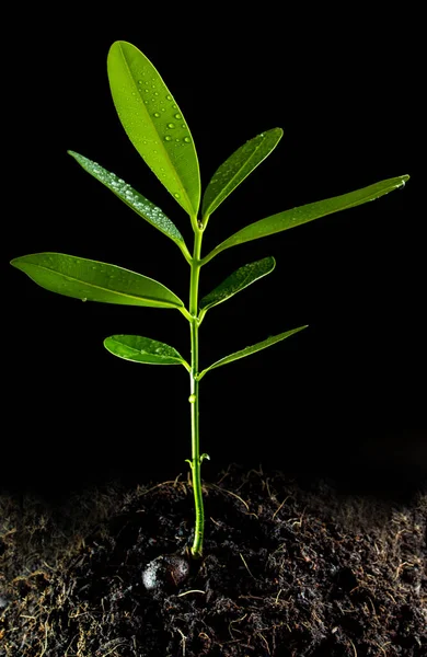 Frescura Folhas Verdes Alexandrino Laurel Broto Planta Jovem Solo Preto — Fotografia de Stock
