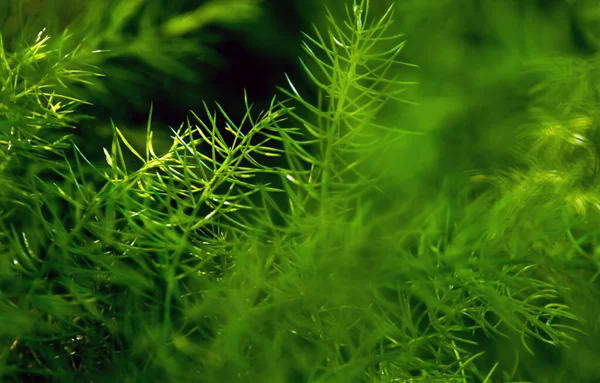 Свіжість Зеленого Дрібного Листя Папороті Спаржі Природному Фоні — стокове фото