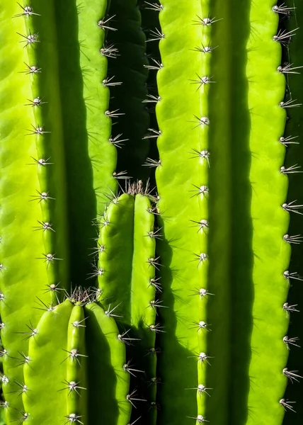 Grüner Hintergrund Durch Dicke Stängel Und Stachelige Dornen Des Cereus — Stockfoto