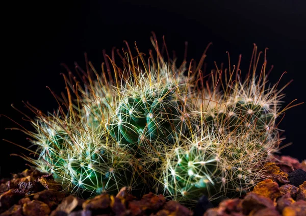 Tövishorog Csomója Mammillaria Surculosa Kaktusz Faj Fekete Háttérben — Stock Fotó