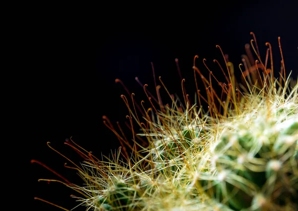 Klomp Doornhaakje Mammillaria Surculosa Cactus Soort Zwarte Achtergrond — Stockfoto