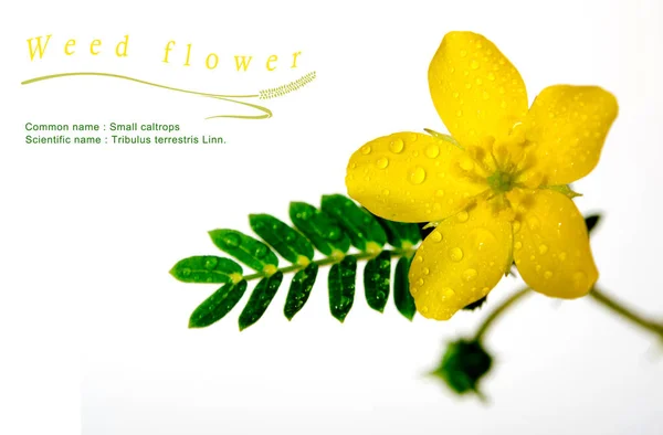 Yellow flower of small caltrops weed, isolated flower on white background