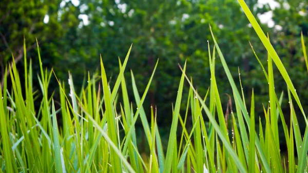 Świeżość Vetiver Trawa Ostrze Dżungli — Zdjęcie stockowe