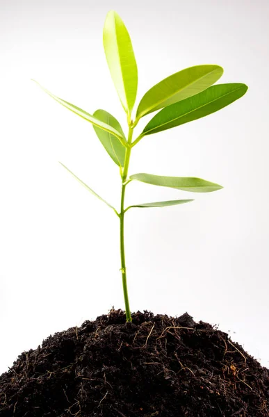 Freshness Green Leaves Alexandrian Laurel Young Plant Sapling Black Soil Stock Photo