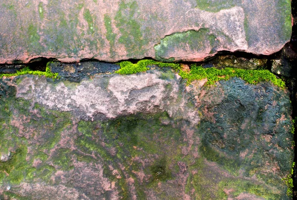 Frescura Musgo Verde Creciendo Piedra Húmeda Selva Tropical — Foto de Stock