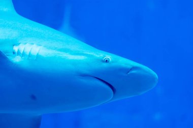 Baş odak mavi w Sandbar Silvertip Sharks çekim yakın