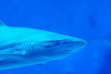 Baş odak mavi w Sandbar Silvertip Sharks çekim yakın