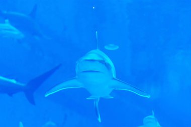 Baş odak mavi w Sandbar Silvertip Sharks çekim yakın