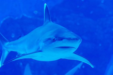 Baş odak mavi w Sandbar Silvertip Sharks çekim yakın