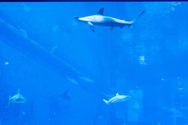 Kafa odağı bir mavi suda Hammer kafa Sharks çekim yakın