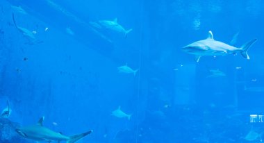 Baş odak mavi w Sandbar Silvertip Sharks çekim yakın