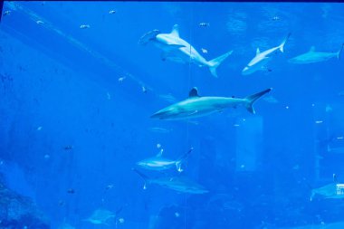 mavi bir su akvaryumunda Sandbar Silvertip Sharks bir grup. ı