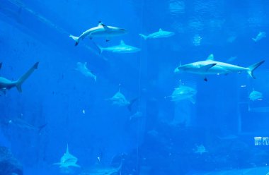 mavi bir su akvaryumunda Sandbar Silvertip Sharks bir grup. ı