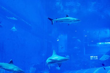 mavi bir su akvaryumunda Sandbar Silvertip Sharks bir grup. ı