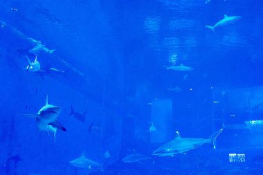 mavi bir su akvaryumunda Sandbar Silvertip Sharks bir grup. ı