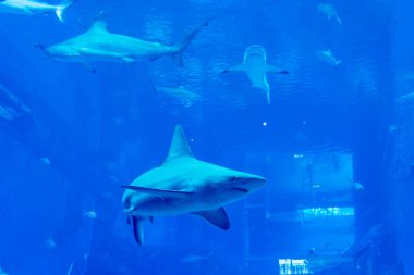 mavi bir su akvaryumunda Sandbar Silvertip Sharks bir grup. ı