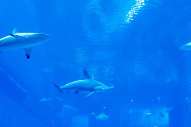mavi bir su akvaryumunda Sandbar Silvertip Sharks bir grup .  