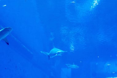 mavi bir su akvaryumunda Sandbar Silvertip Sharks bir grup. ı