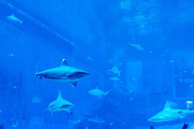 mavi bir su akvaryumunda Sandbar Silvertip Sharks bir grup. ı