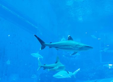 mavi bir su akvaryumunda Sandbar Silvertip Sharks bir grup. ı