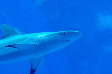 Baş odak mavi w Sandbar Silvertip Sharks çekim yakın