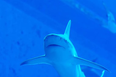 Baş odak mavi w Sandbar Silvertip Sharks çekim yakın