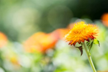 Makro closeup çekim bir portakal çiçeği yumuşak bulanık yeşil arka plan ve metin için yer