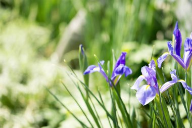 Yatay tam uzunlukta atış yumuşak yeşil bulanık arka plan görüntüsü ile metin için bazı yer ile mor çiçek