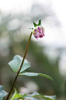 yumuşak bulanık arka plan görüntüsü ile yatay tam uzunlukta mor çiçekler