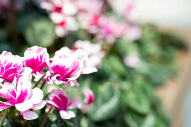 Yatay tam uzunlukta closeup çekim pembemsi mor çiçekler  