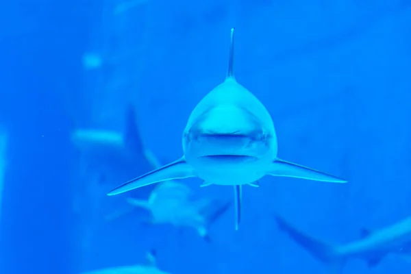 Foco principal close-up tiro de Sandbar Silvertip tubarões em um w azul — Fotografia de Stock