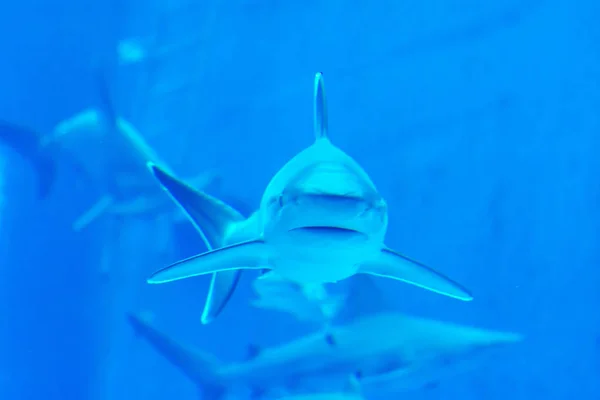 Head focus close up shot of Sandbar Silvertip Sharks in a blue w — Stock Photo, Image