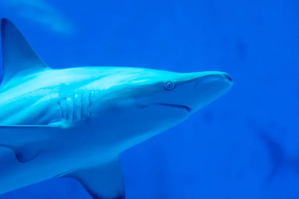 Head focus close up shot of Sandbar Silvertip Sharks in a blue w — Stock Photo, Image