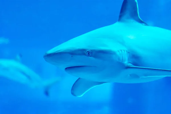 Head focus close up shot of Sandbar Silvertip Sharks in a blue w — Stock Photo, Image