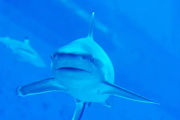 Zaměření na hlavu zblízka záběr Pískovcova Silvertip Sharks v modrém w — Stock fotografie