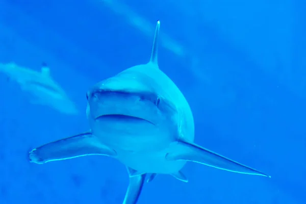 Head focus close up shot of Sandbar Silvertip Sharks in a blue w — Stock Photo, Image