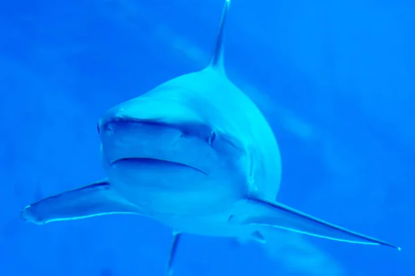 Head focus close up shot of Sandbar Silvertip Sharks in a blue w — Stock Photo, Image