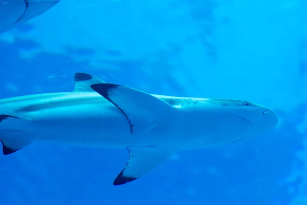 Foco principal close-up tiro de Sandbar Silvertip tubarões em um w azul — Fotografia de Stock