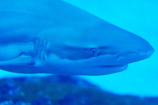 Fokus kepala close up shot dari Sandbar Silvertip Sharks in a blue w — Stok Foto