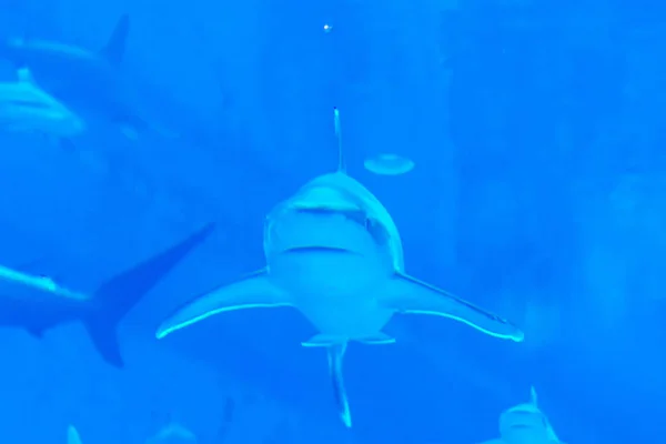 Foco principal close-up tiro de Sandbar Silvertip tubarões em um w azul — Fotografia de Stock