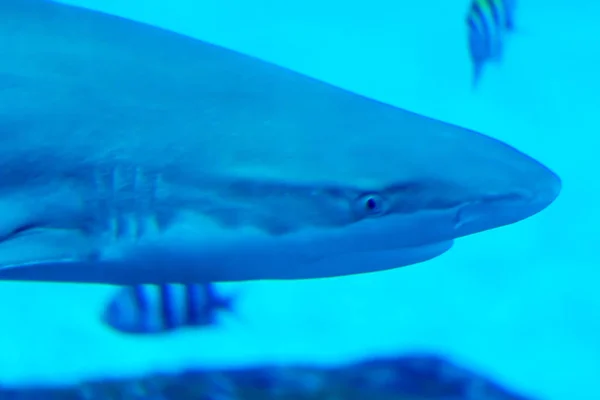 Head focus close up shot of Sandbar Silvertip Sharks in a blue w — Stock Photo, Image