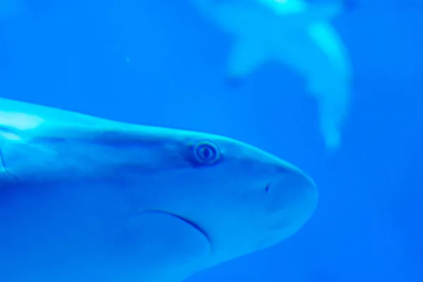 Foco principal close-up tiro de Sandbar Silvertip tubarões em um w azul — Fotografia de Stock