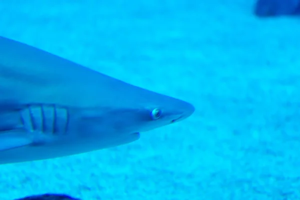 샌드 바 실버 팁 상어의 머리 초점 클로즈업 샷 블루 w — 스톡 사진
