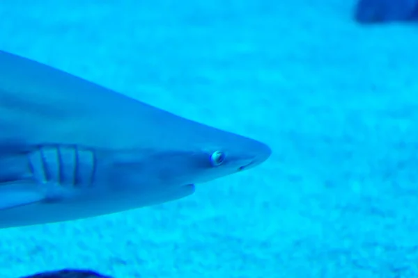 Foco principal close-up tiro de Sandbar Silvertip tubarões em um w azul — Fotografia de Stock