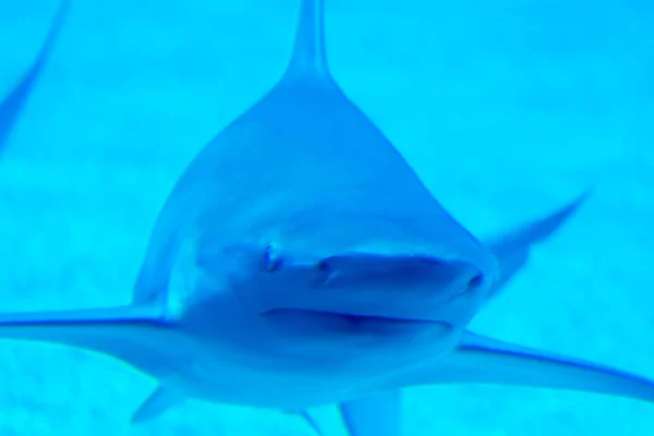 Kopffokus Nahaufnahme von Sandbank Silvertip Haien in einem blauen w — Stockfoto