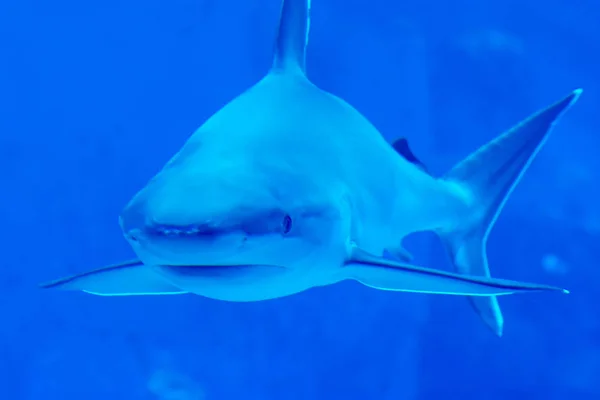 Kopffokus Nahaufnahme von Sandbank Silvertip Haien in einem blauen w — Stockfoto