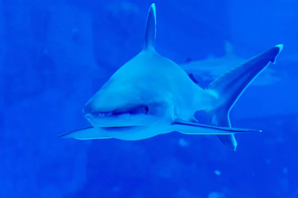 Head focus close up shot of Sandbar Silvertip Sharks in a blue w — Stock Photo, Image