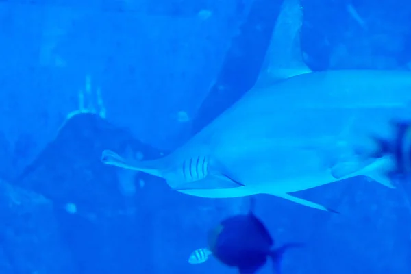 Kopffokus Nahaufnahme von Hammerhaien in blauem Wasser a — Stockfoto