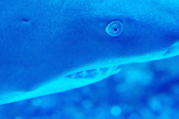 Head fókusz közelről lövés Sandbar Silvertip cápák kék w — Stock Fotó
