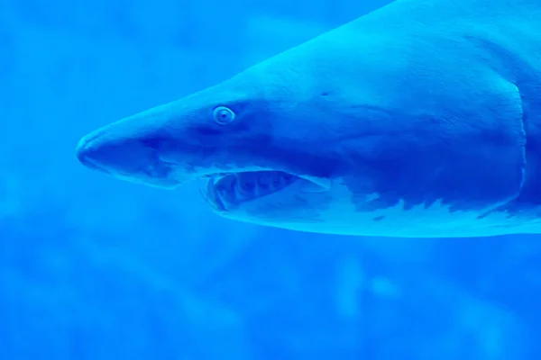 Foco principal close-up tiro de Sandbar Silvertip tubarões em um w azul — Fotografia de Stock